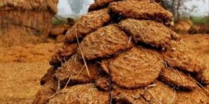 Cow Dung Cakes