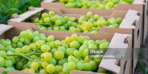 Green Grapes