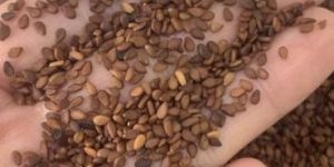 Sesame Seeds
