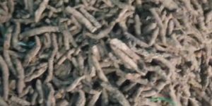 Organic Turmeric Finger