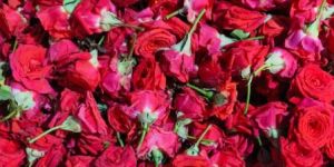 Fresh Rose Flower