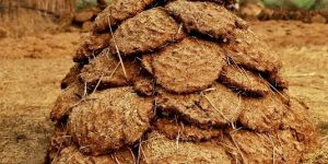 Cow Dung Cake
