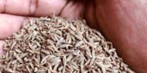 Cumin Seeds