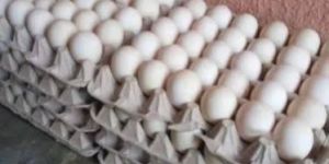 Duck Eggs