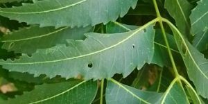 Neem Leaves Powder