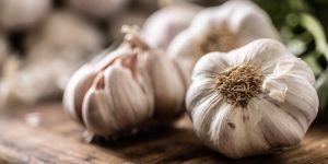 Garlic