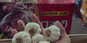 ooty a1 fresh garlic