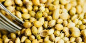 Coriander Seeds