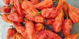 Ghost Pepper