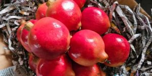Pomegranate