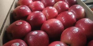 Royal Gala Apple