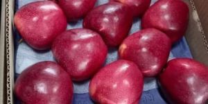 Shimla Apple