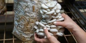 Oyster Mushroom