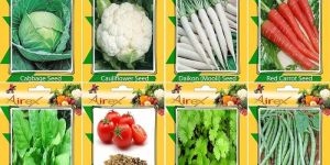 Vegetable Seeds