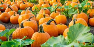 Pumpkin