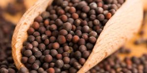 Black Mustard Seeds