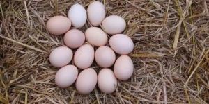 Pure Country Chicken Eggs