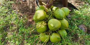 Tender Green Coconut