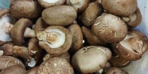 Shiitake Mushroom