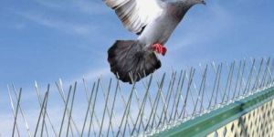 Bird Spike