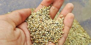 Millet