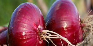 Onions