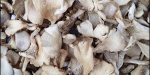 Dry Oyster Mushroom
