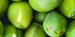 Fresh Green Coconut