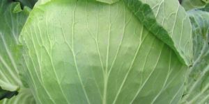 Green Cabbage