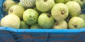 Fresh Guava