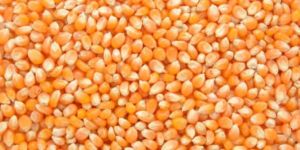 Maize