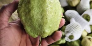 Guava