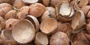 Coconut Shell