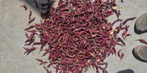 Fresh Red Chilli