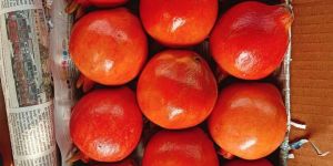 Pomegranate