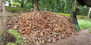 Coconuts Husk