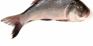 Frozen Rohu Fish