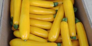 Yellow Zucchini