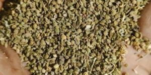 Carom Seeds