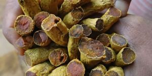 Dry Turmeric Finger