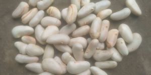 Natural Jackfruit Seeds