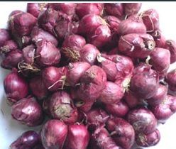 India Nattu Onion