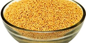 Yellow Mustard Seeds