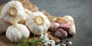Garlic