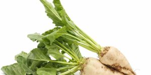 Beet Sugar