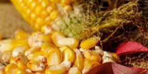 Frozen Sweet Corn Kernels
