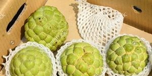 Fresh Custard Apple