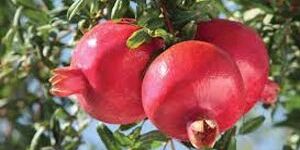 Pomegranate
