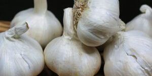 Fresh Garlic