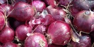 Fresh Red Onion